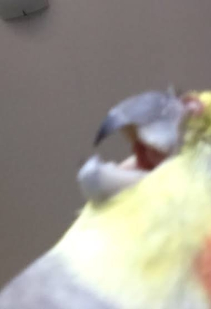 Shippai wa Seikou no Moto?  Failure Teaches Success? (Anata to Dakara Shitai Koto)  NecroManCr