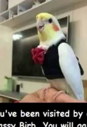 Jun Kemonokko Tsuushin ~Hebi Musume Naja~